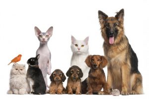 Veterinary-Compounding-300x200